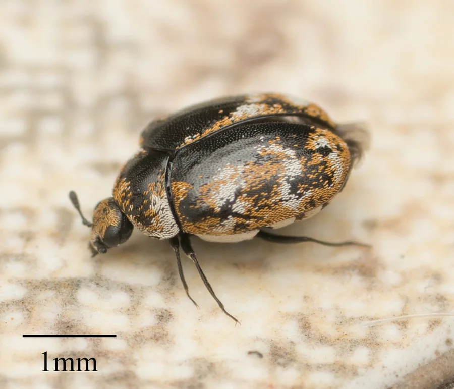 carpet beetle photograph