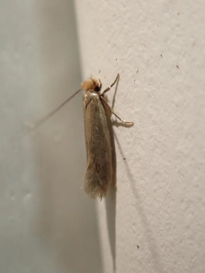 clothes moth photograph