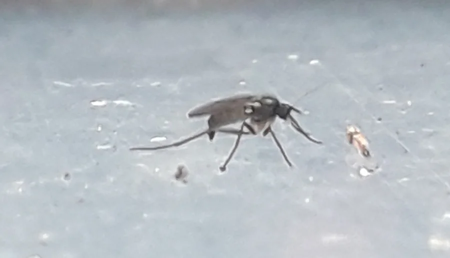 fungus gnat photograph