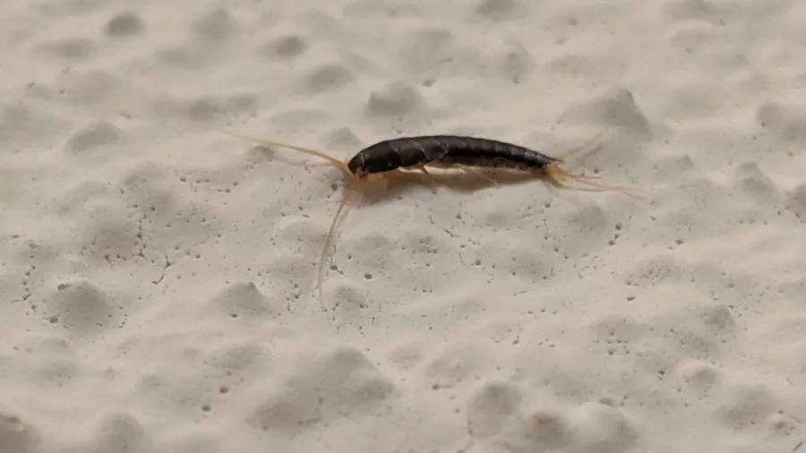 silverfish photograph