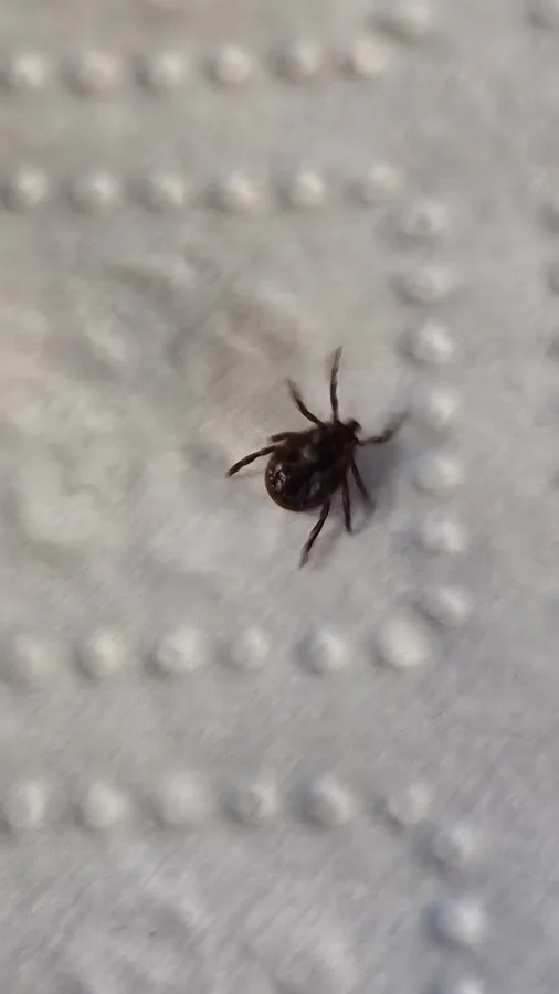 tick photograph