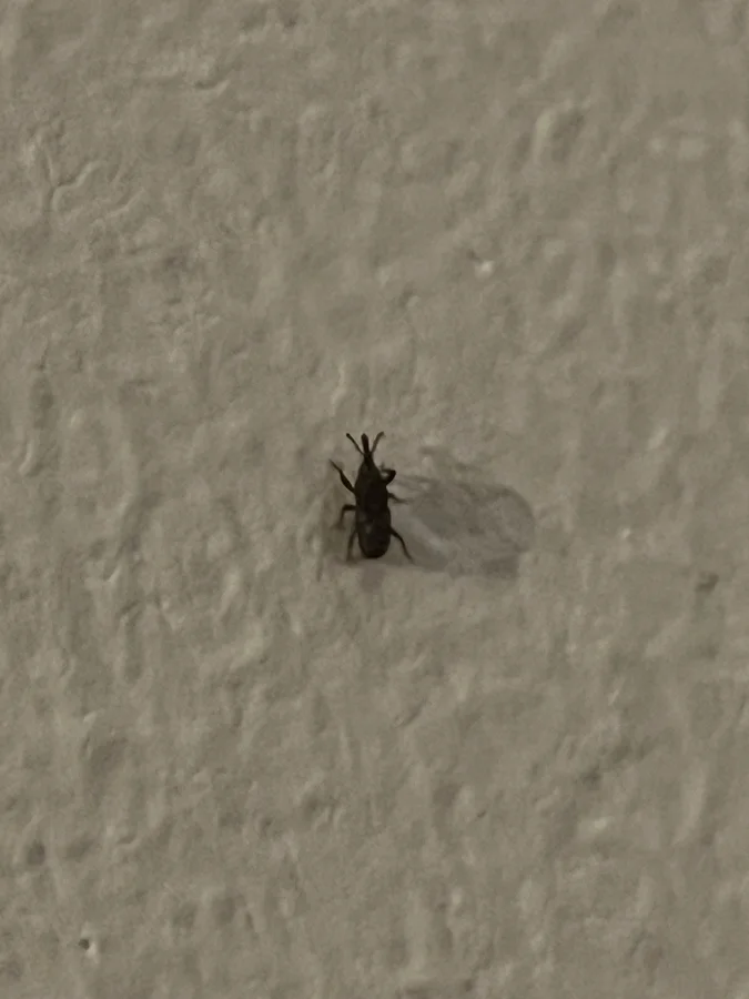 weevil photograph